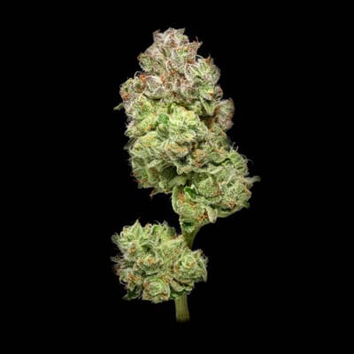 Tropical Gelato