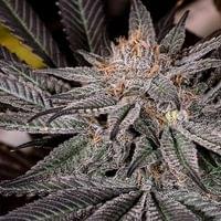 Grape Cola