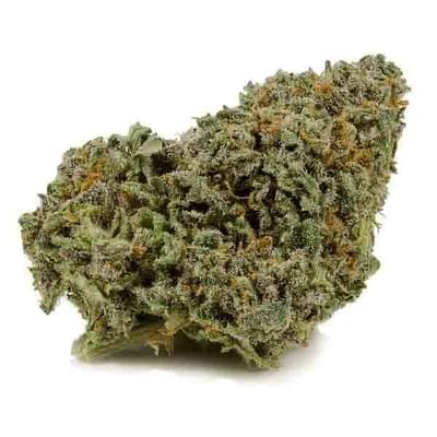 Alien Breath (EXOTIC A+)