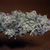 Skunk Berry