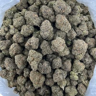 Biscotti Sherbet indoor AAA