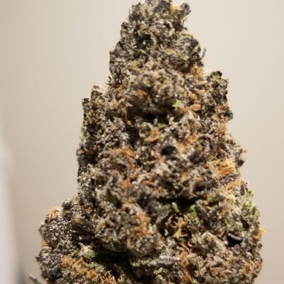 Girl Scout Cookies