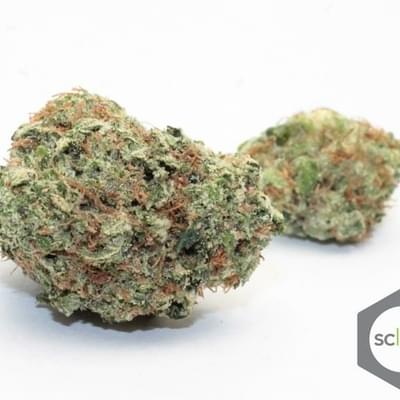 Dutch Treat