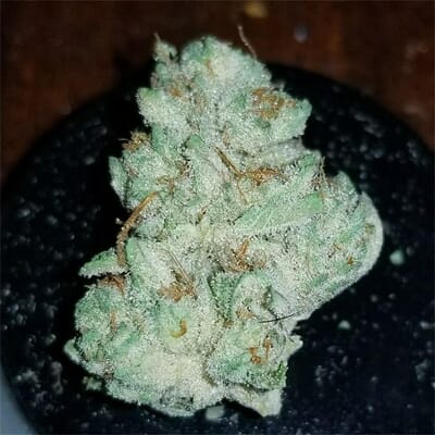 Lava Cake