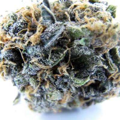 Purple Nepal