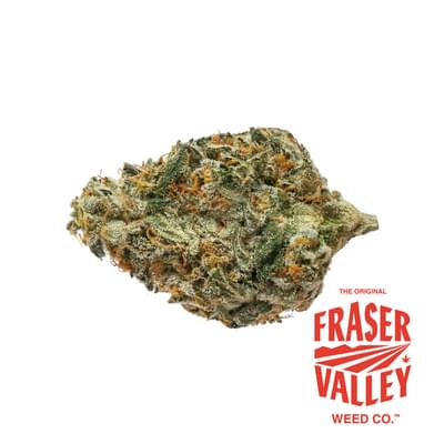 BC BOUNTY - 28