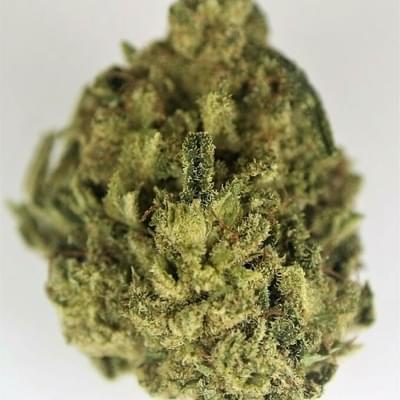 WEDDING GELATO - 5 GRAMS