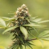 Durban Poison