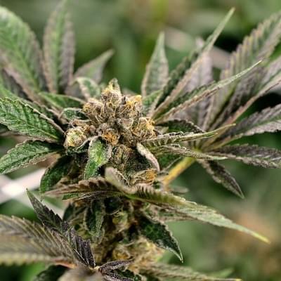 SinMint Cookies #10