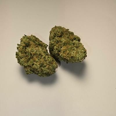 Dutch Dragon (PREMIUM)