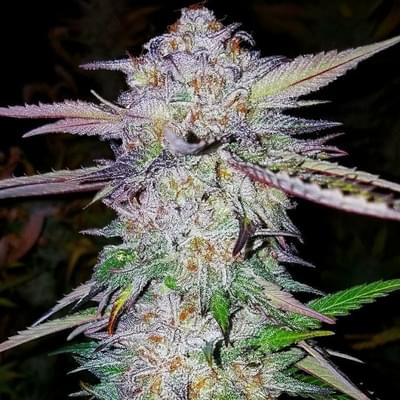 Ethos Cookies