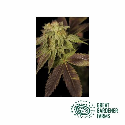 CBD Rene Feminized Seeds