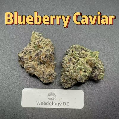 Blueberry Caviar---Exotics