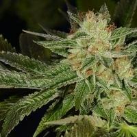 Headband