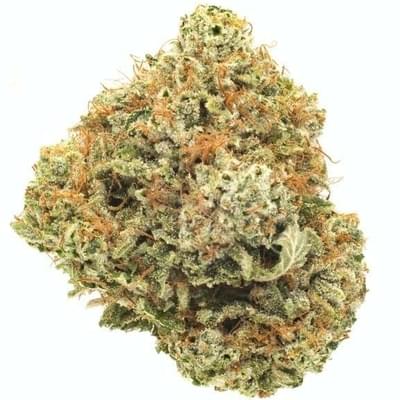 CHAMPAGNE KUSH - 5 GRAMS