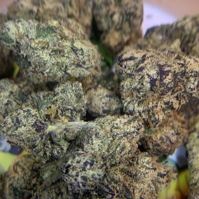 COOCHIE GUMDROP (RESERVE)