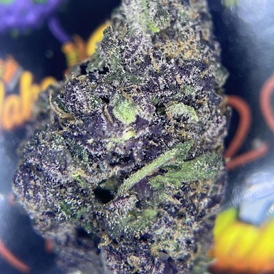 DESIGNER- DIOR RUNTZ