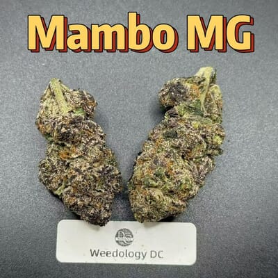 Mambo MG---Designer