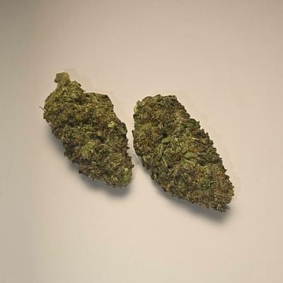 King Louis (PREMIUM)