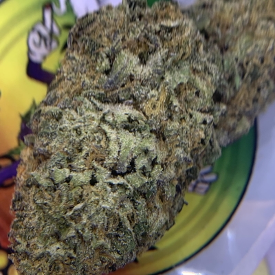 TOPSHELF- Rainbow sherbet