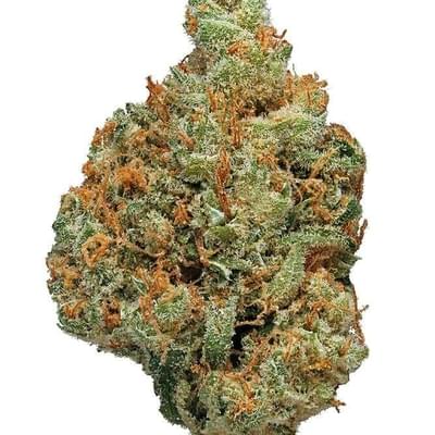 Champagne Kush (PREMIUM)