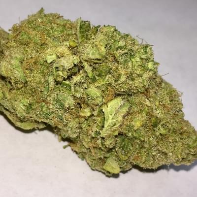 Orangutan