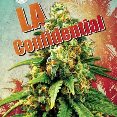 La Confidencial(New)