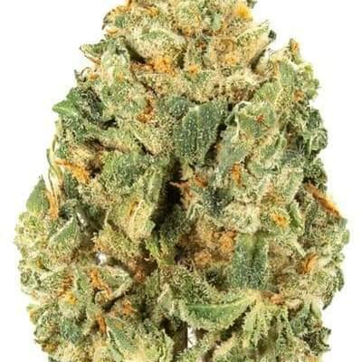 Dreamsicle (EXOTIC)