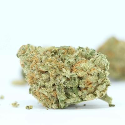 Electric Mimosa