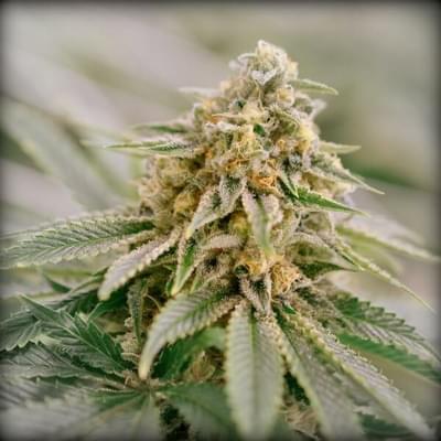 Chem Dawg #4 x Alien OG