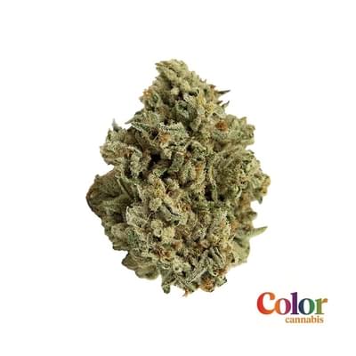 MANGO HAZE 7g - Color Cannabis