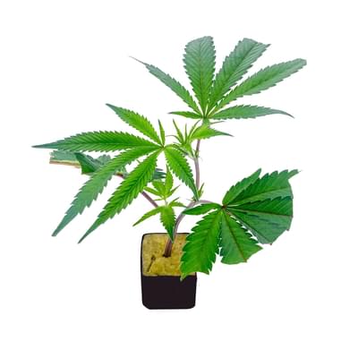 The Clone Guy Godfather OG Clone