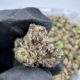 Pink Runtz (Hybrid)