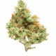 Super Lemon Haze (Sativa)
