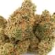 Acapulco Gold (exotic)
