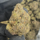 Banana Sherbet (Hybrid)