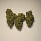 Ghost Train Haze (PREMIUM)