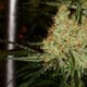 Ghost Train Haze