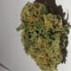 Outlaw OG
