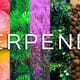 Terpenes CBD 100 MG STrawberry AK