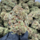 Green Candy (Sativa)