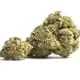 Green Hornet