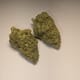 Durban Poison (PREMIUM)