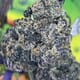 EXOTIC.- MARSHMELLOW OG