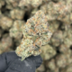 Blueberry Blast (Sativa)