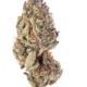Tropicana Cookie