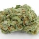 Jungle Cheese