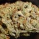 Pine X small buds