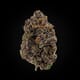 Black Domina
