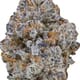 BLUE COOKIES (EXOTIC)